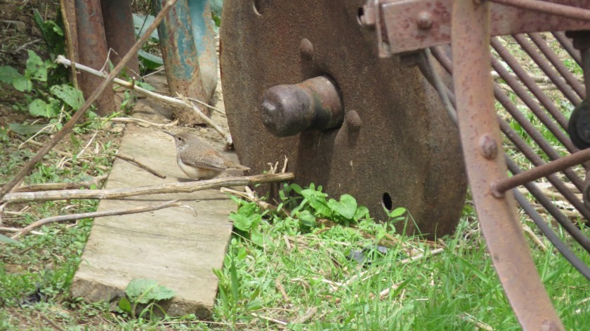 junkyardbirdbybrucestambaugh