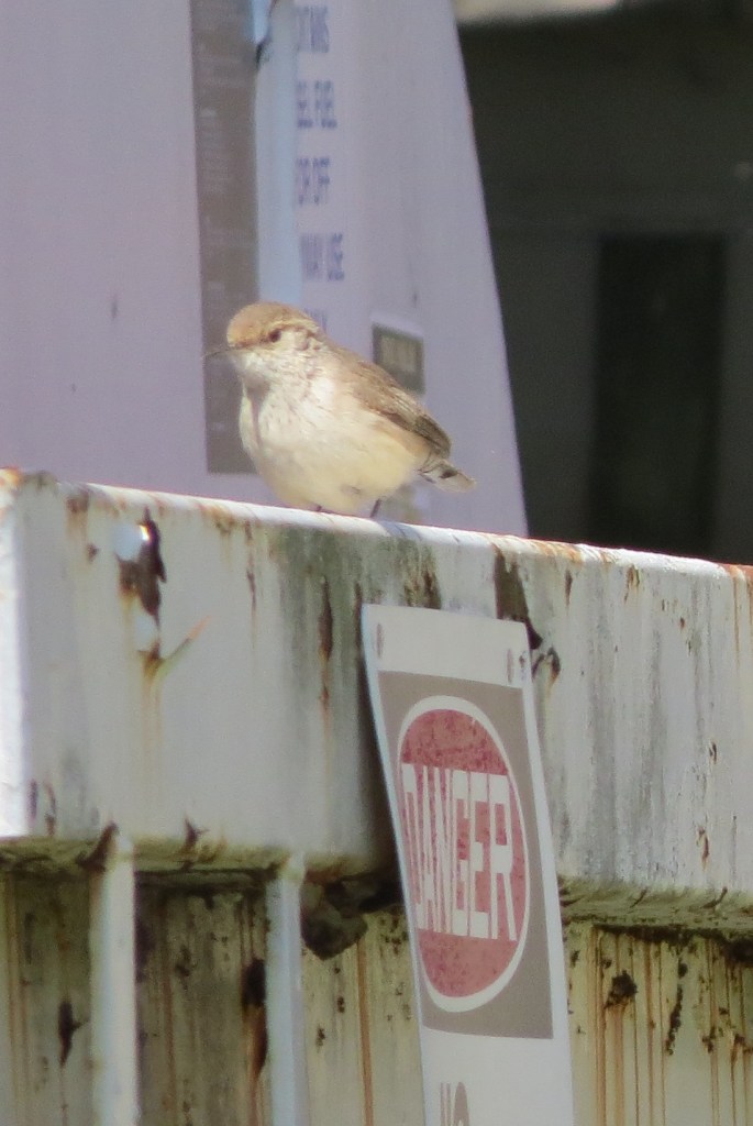 dangerousbirdbybrucestambaugh