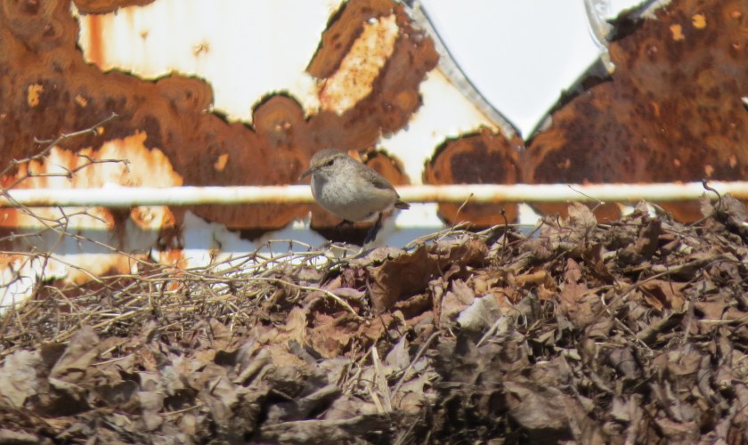 hoppingbybrucestambaugh