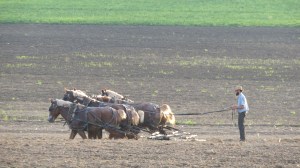 workhorsesbybrucestambaugh