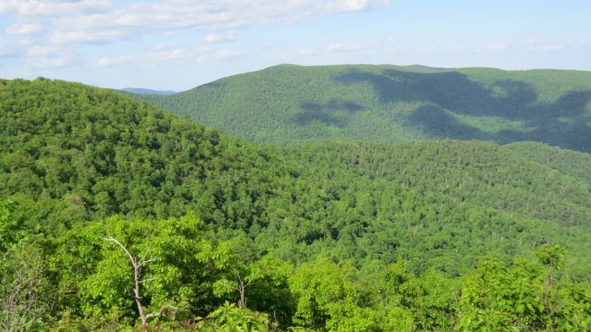 seaofforestbybrucestambaugh