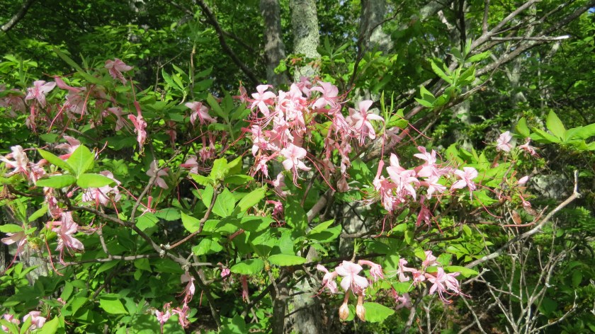 mountainazaleasbybrucestambaugh