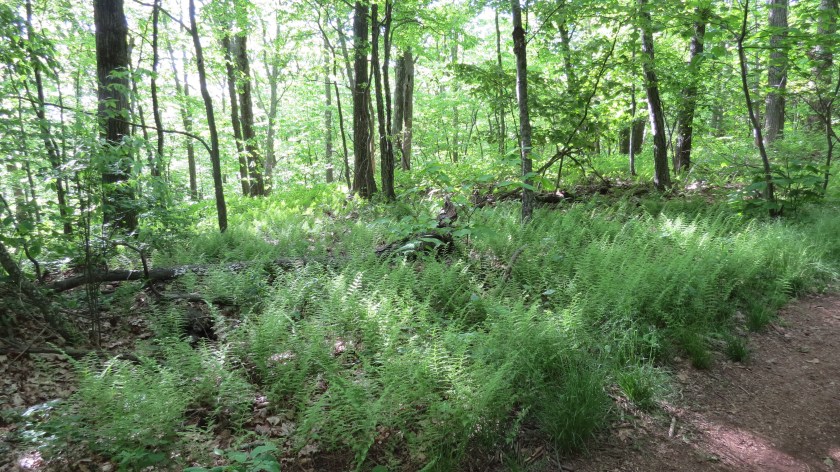 forestfernsbybrucestambaugh