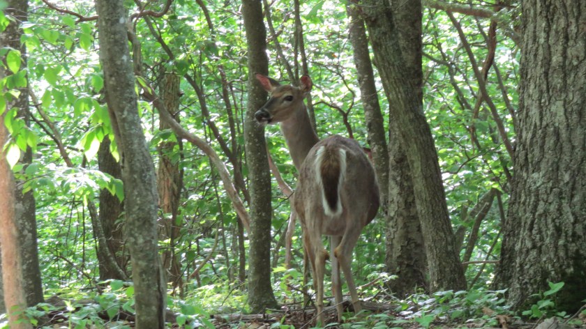whitetaileddeerbybrucestambaugh