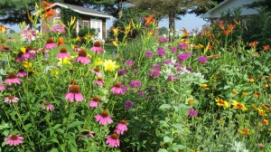 rainbowofflowersbybrucestambaugh