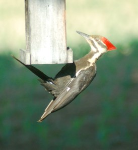 plieatedwoodpeckerbrucestambaugh