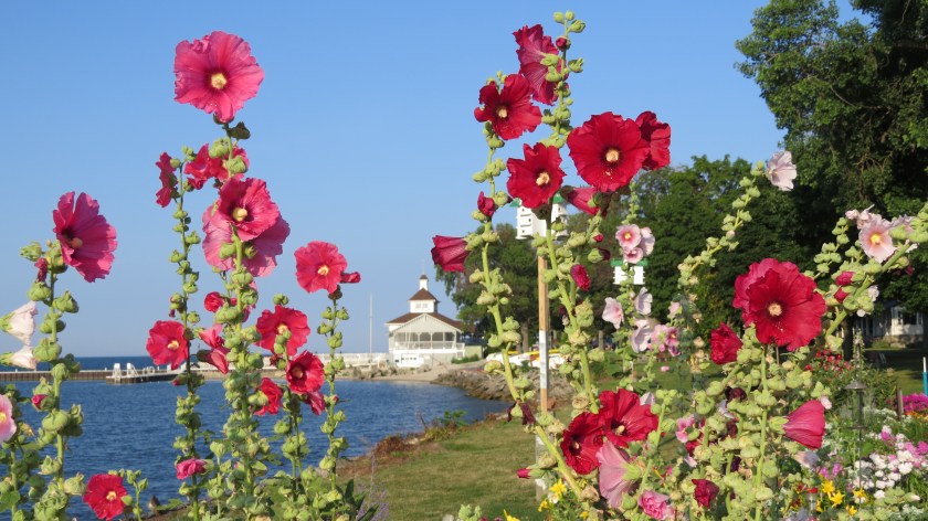 throughthehollyhocksbybrucestambaugh