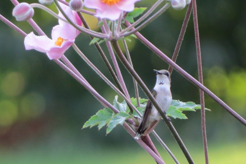 reststopbybrucestambaugh