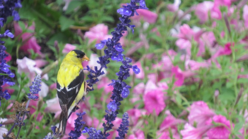 colorfulcontrastsbybrucestambaugh