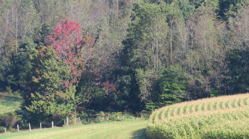 forestandfieldbybrucestambaugh