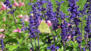 Clouded Sulphur butterfly by Bruce Stambaugh