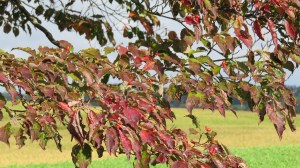 Dogwood berries by Bruce Stambaugh