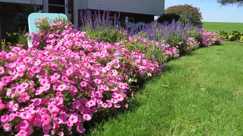 Petunias and salvia by Bruce Stambaugh