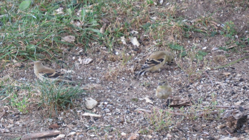 American Goldfinches by Bruce Stambaugh