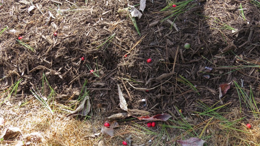 Dropped dogwood berries by Bruce Stambaugh