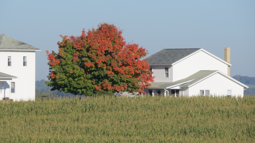 Changing leaves by Bruce Stambaugh