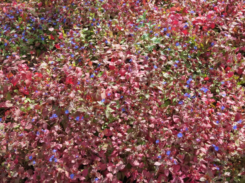 ground cover by Bruce Stambaugh