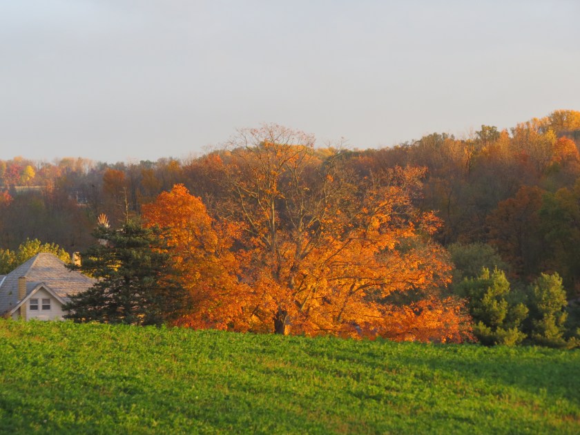 fall colors, sugar maple, Holmes County Ohio, Bruce Stambaugh
