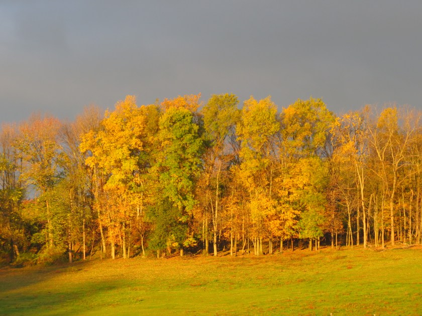 fall colors, colorful leaves, treeline, Bruce Stambaugh