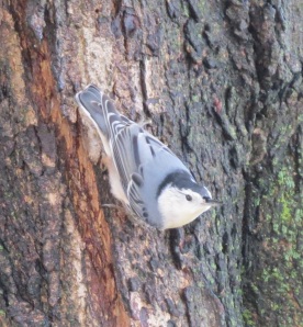 White-breasted Nuthatch by Bruce Stambaugh