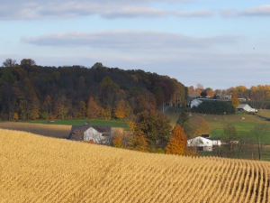 cornfield, Amish County, brittle corn stalks
