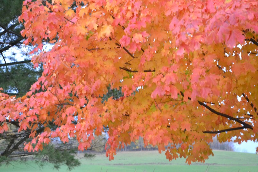 Sugar maple in fall colors by Bruce Stambaugh
