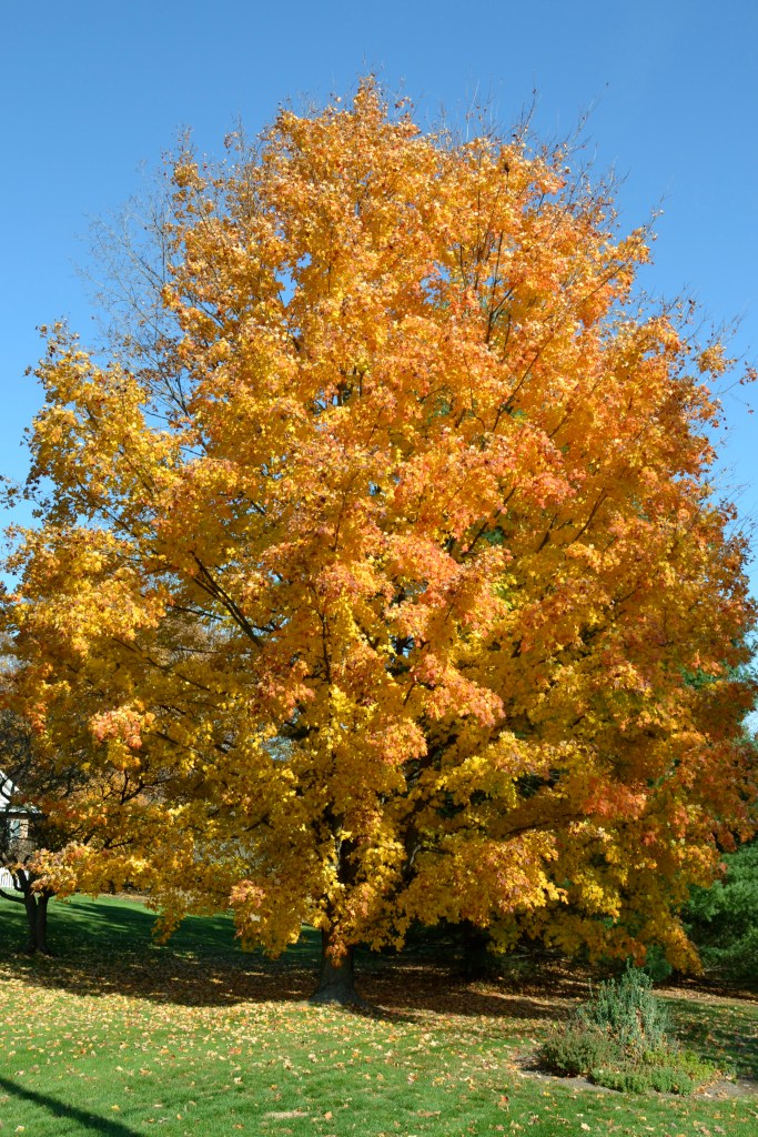 Golden fall colors by Bruce Stambaugh