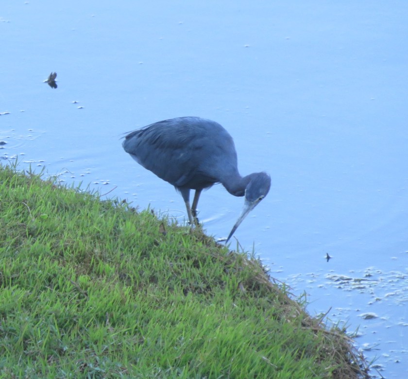 Sarasota Florida, Little Blue Heron