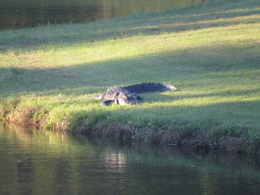 Sarasota Floridia, alligator