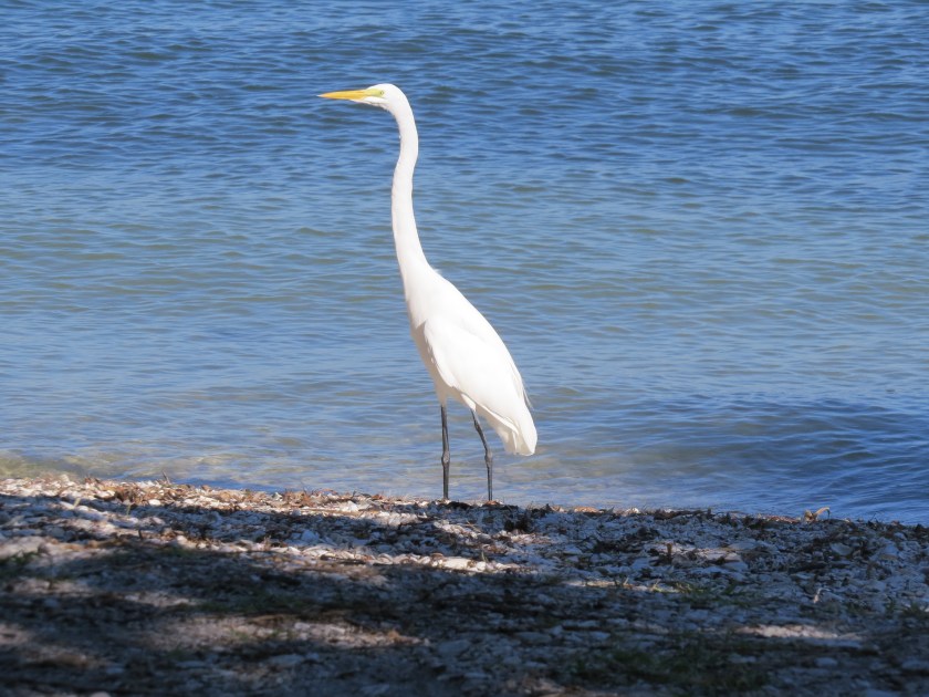 Great Egret, Bird Island, Sarasota Florida