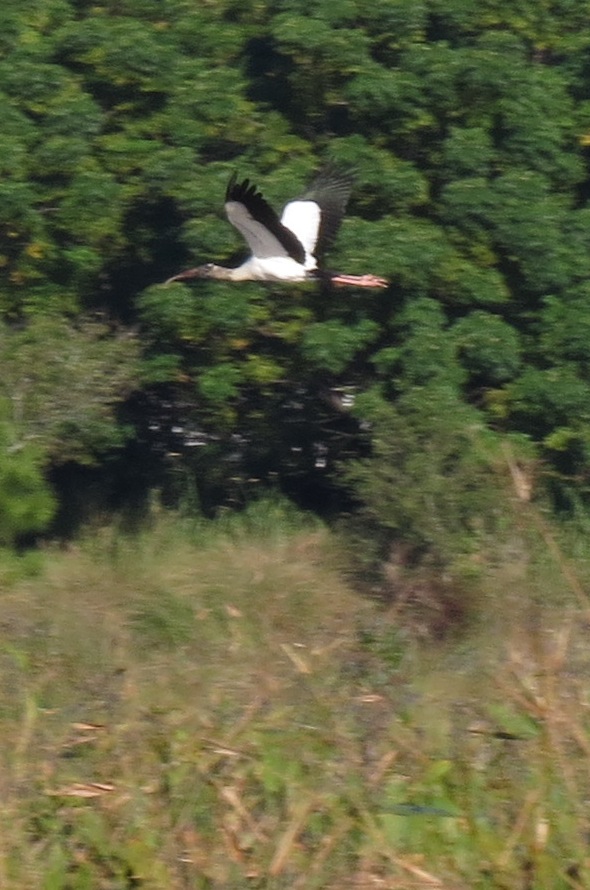 Wood Stork, Celery Fields, Sarasota Florida