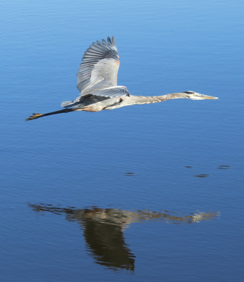 Great Blue Heron, in flight, Sarasota Florida