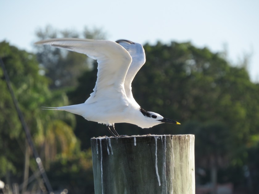 Sandwich Tern, shorebirds, Sarasota Floriada