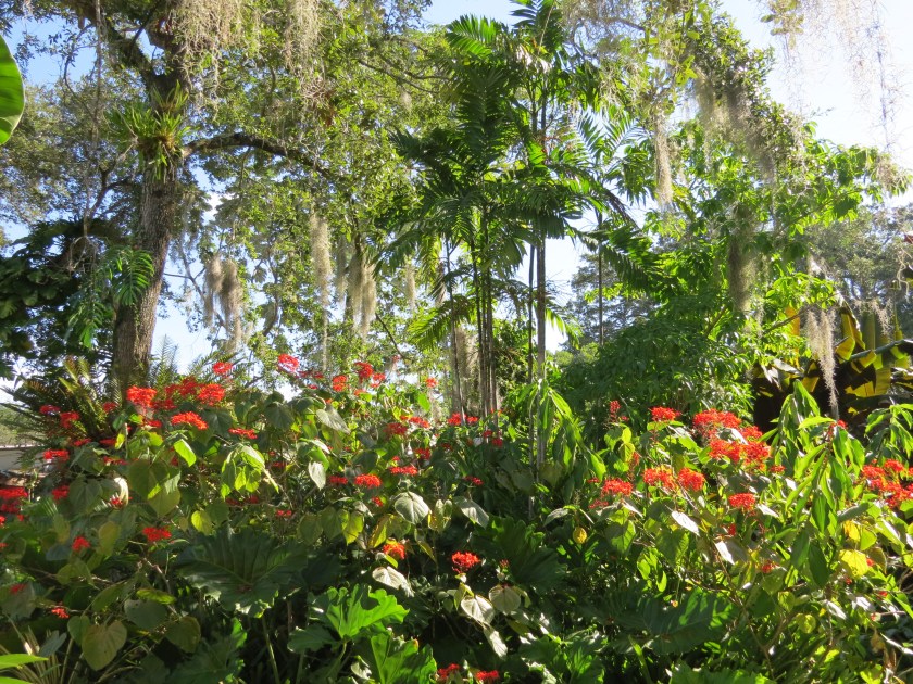 Selby Botanical Gardens, Sarasota Florida