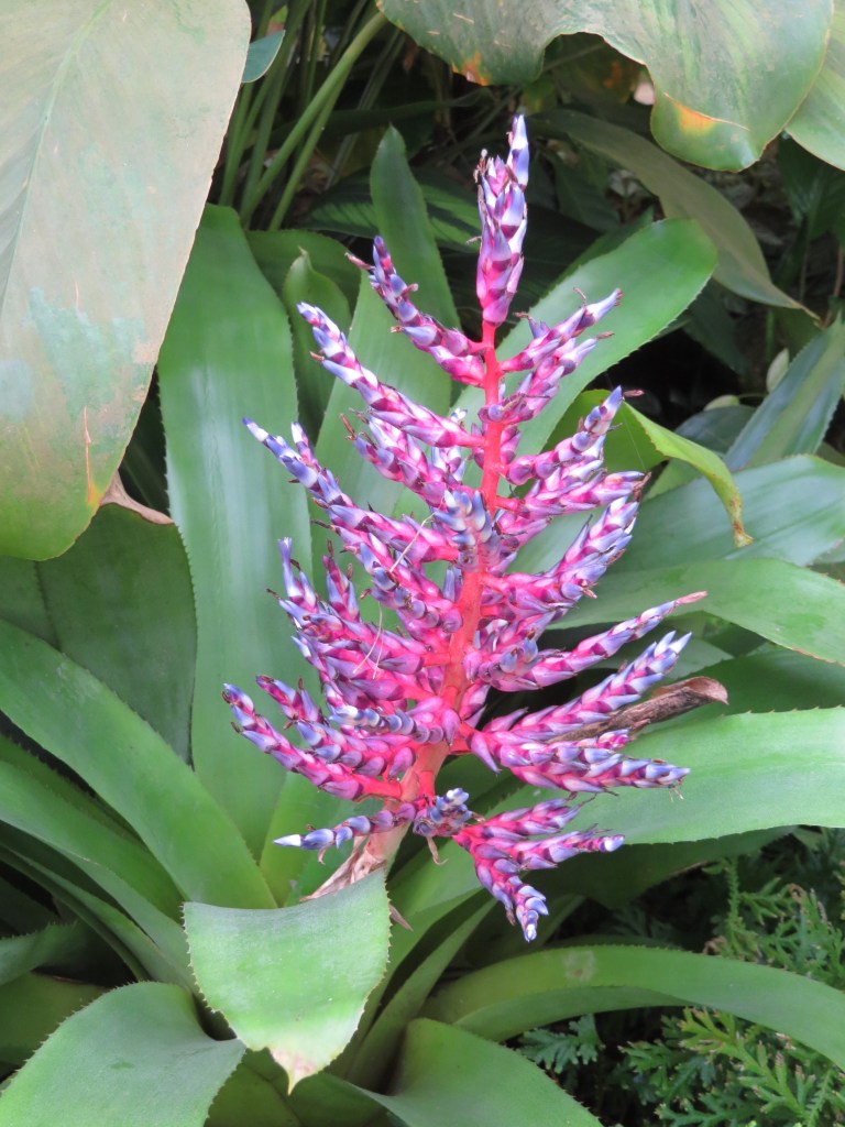 orchids, Selby Botanical Gardens, Sarasota Florida