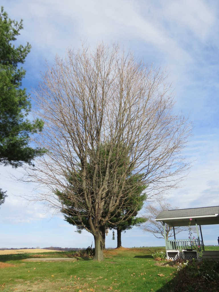 sugar maple, bare tree