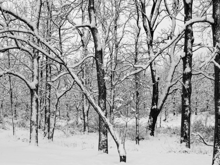 snow, black and white photo, snowy woods