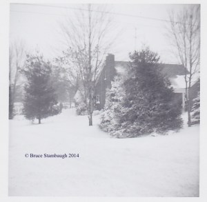 Christmas decoration, pine tree