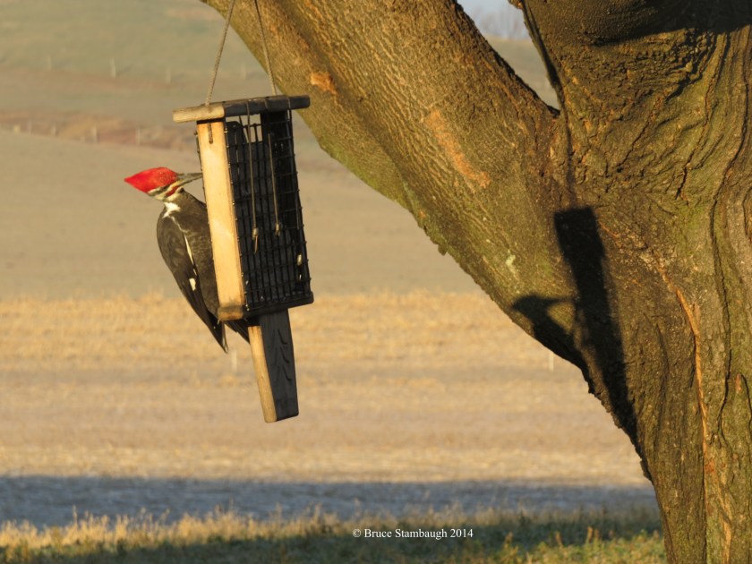 Pileated Woodpecker, bird and shadow