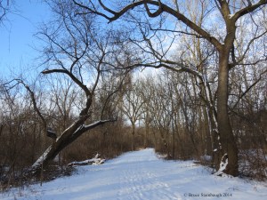 snowy trail