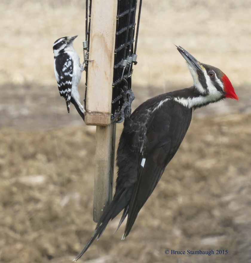 Ohio's smallest and largest woodpeckers feeding together, female Downy and female Pileated. © Bruce Stambaugh 2015