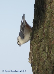 white-breasted nuthatch, Bruce Stambaugh