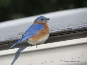 Eastern Bluebird, bluebirds, Bruce Stambaugh