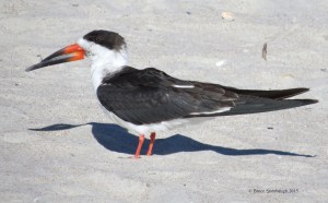 Black Skimmer. © Bruce Stambaugh 2015