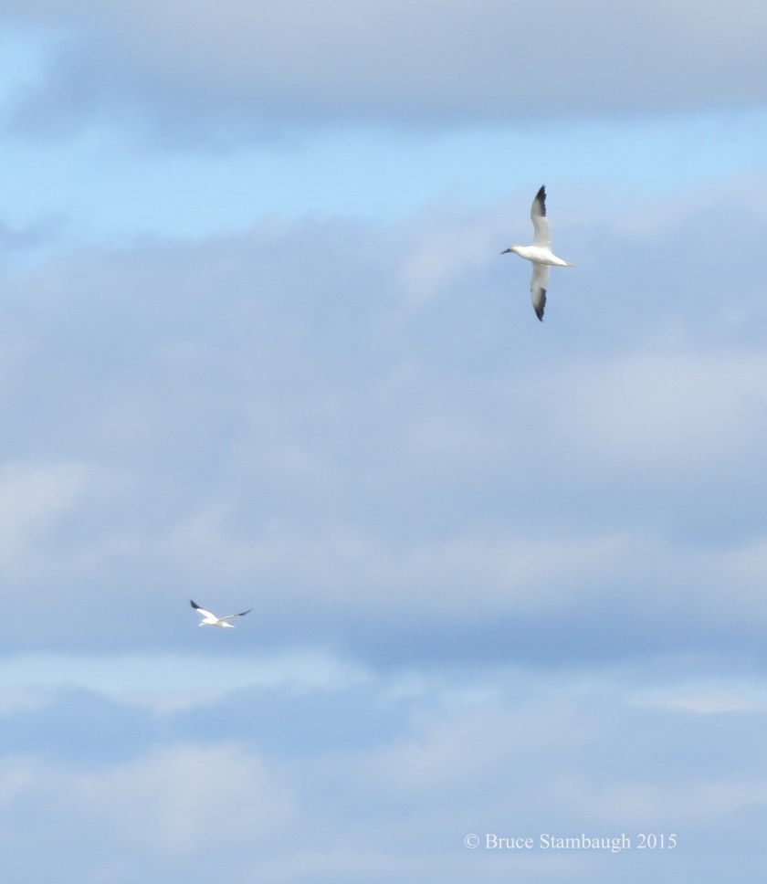 Northern Gannets sailing