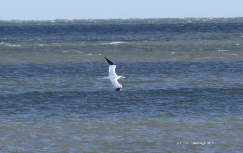 Northern Gannet