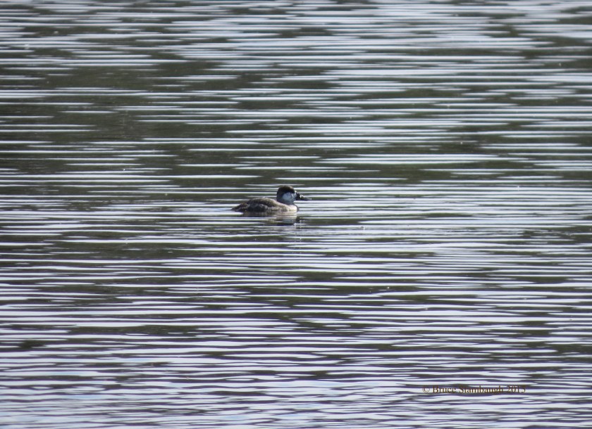 Ruddy Duck, duck on pond, art photography