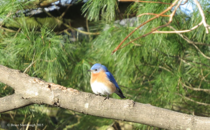 male eastern bluebird