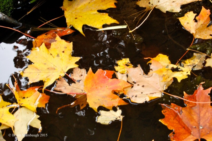 garden pond in fall