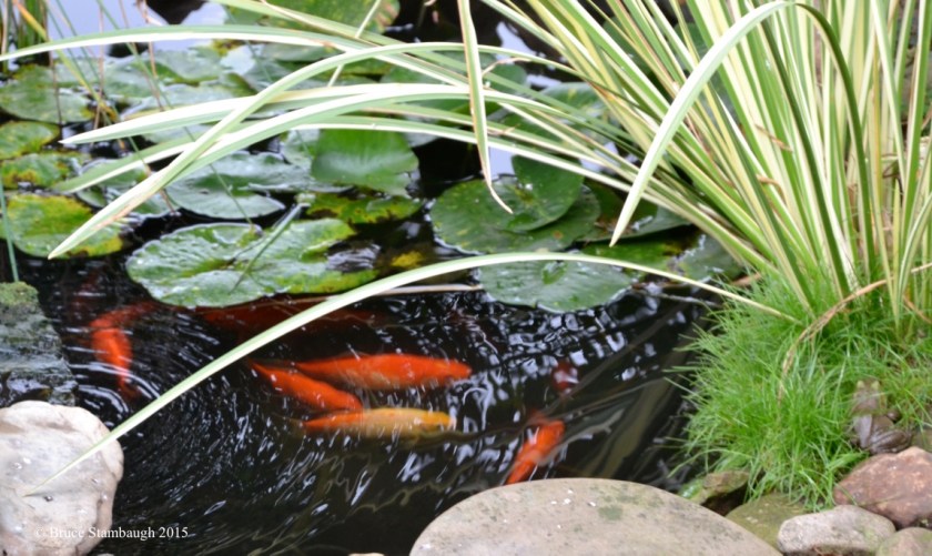 goldfish and bull frog